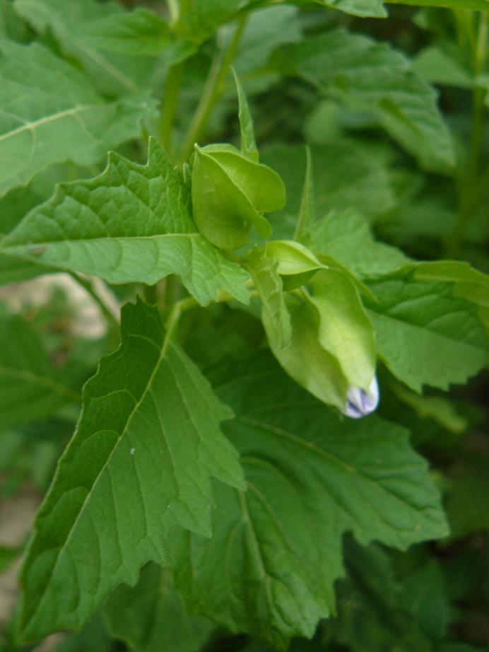 Nicandra physalodes / Nicandra